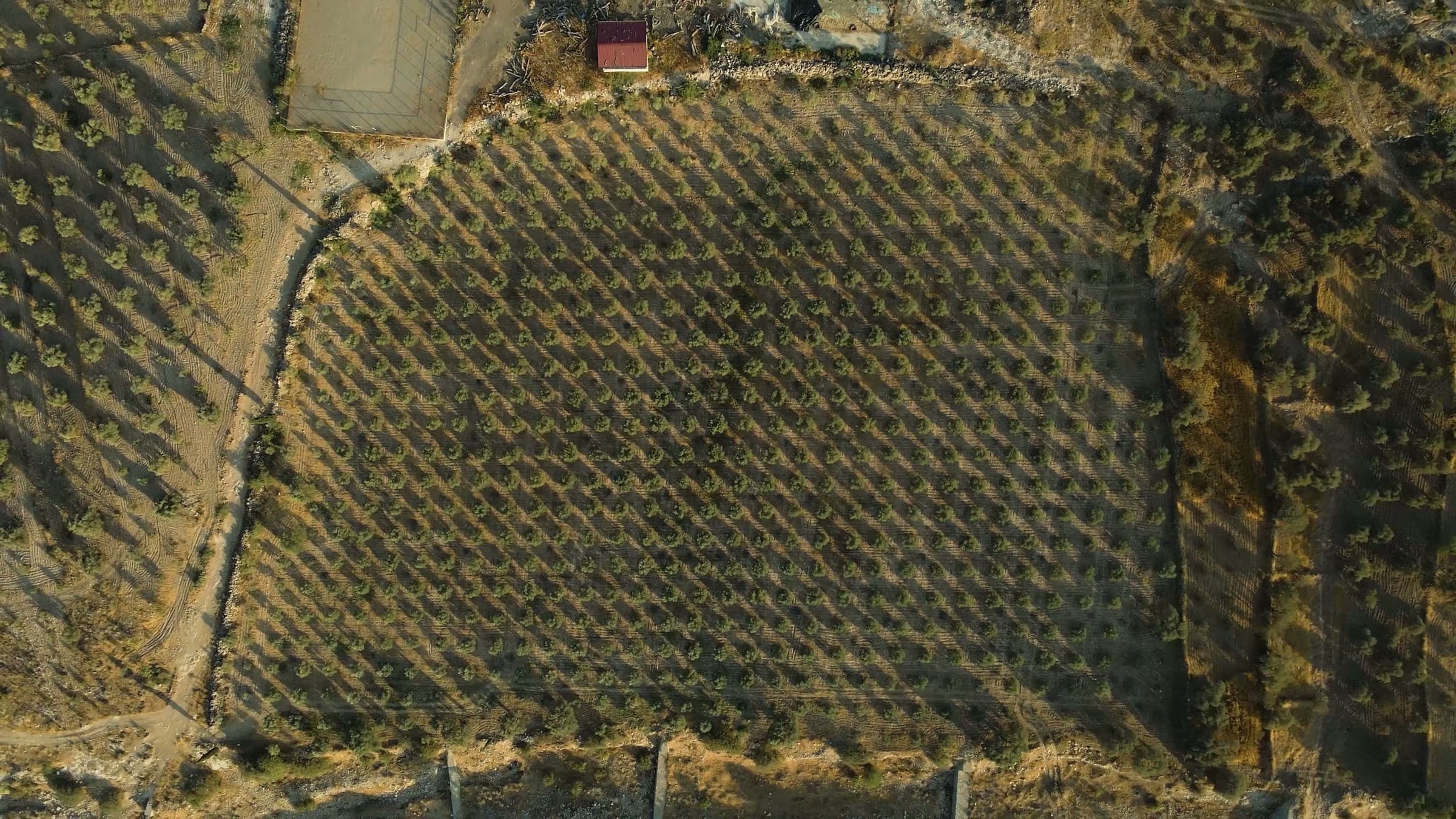 Aerial view of the MustaBey Farms olive groves in Bozdoğan, Aydın